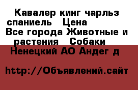 Кавалер кинг чарльз спаниель › Цена ­ 40 000 - Все города Животные и растения » Собаки   . Ненецкий АО,Андег д.